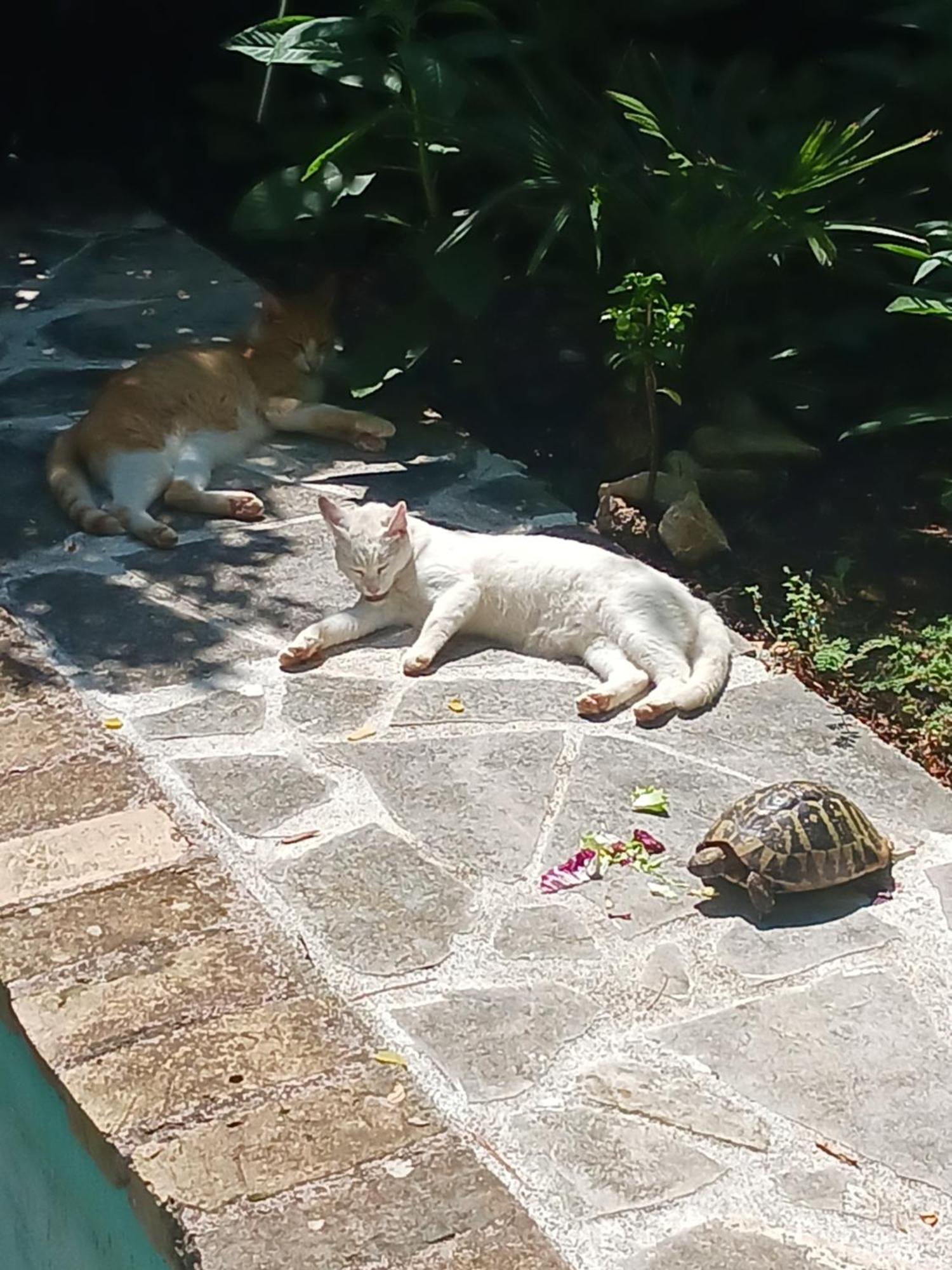 Villa Valkane Pet Friendly 150M From The Stunning Valkane Beach, City Indoor Pools-Fitness And City Mall Πούλα Εξωτερικό φωτογραφία